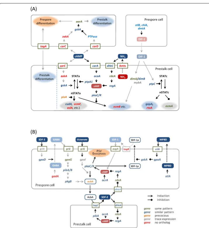 Figure 6 Developmental signaling in D. discoideum overlaid with genomic and transcriptomics data of A