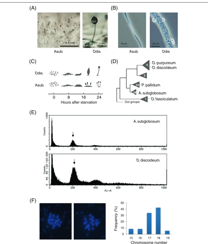 Figure 1 Properties of A. subglobosum in comparison with D. discoideum. A: Morphologies of fruiting bodies of A