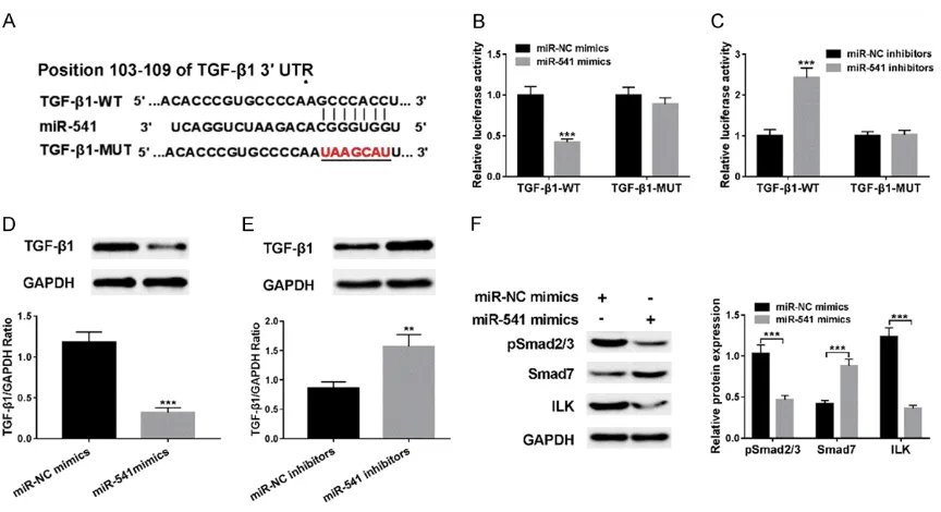 Figure 4. miR-541 targeted TGF-β1 and regulated the TGF-β1/Smad3/ILK signaling pathway