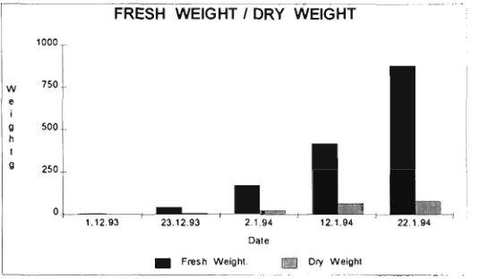 Figure 34: The average fresh weight and dry weight of broccoli plants for site 4. 