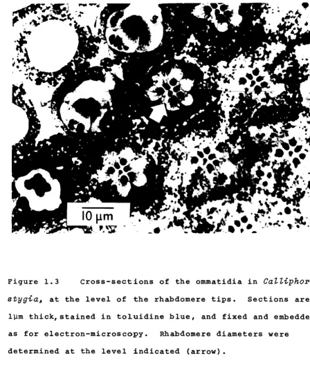 Figure 1.3 Cross-sections of the ommatidia in CaZZiphoPa 