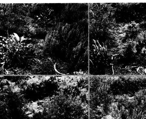 FIG. 2. This plot in the new spring pasture shows the damaging effects of heavy spring grazing by sheep on native sagebrush-grass range