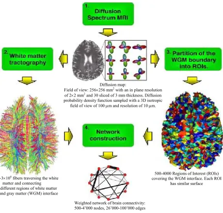 Fig. 7: Structural Brain network connectivity with diffusion MRI. Image courtesy of (Sporns, 2011) 