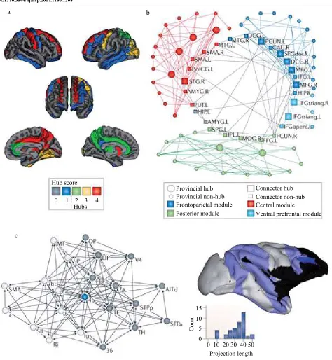 Fig. 1: Complex brain network: Hubs and modules in the brain. Image courtesy of Bullmore and Sporns (2012) 
