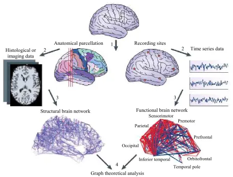 Fig. 5: Graph theory analysis of functional and structural brain network can be shown through the subsequent four phases