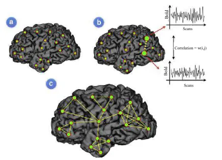 Fig. 6: The model of functional brain network consists of nodes and edges between regions that are functionally affiliated and can 