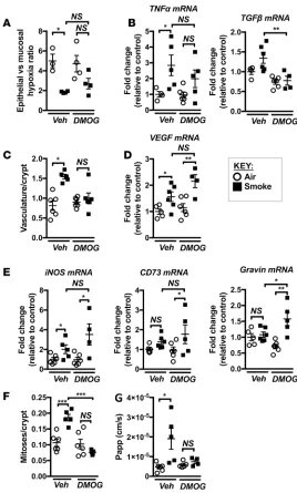 Figure 8. DMOG treatment during chronic CS exposure prevents pathology in the colon. Mice were exposed to CS for 8 weeks to induce experimental COPD and were treated with DMOG through-out