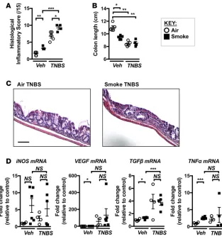 Figure 9. Chronic CS exposure predisposes to TNBS-induced experimental colitis. Mice were exposed to CS for 4 weeks, followed by the induc-tion of colitis with TNBS