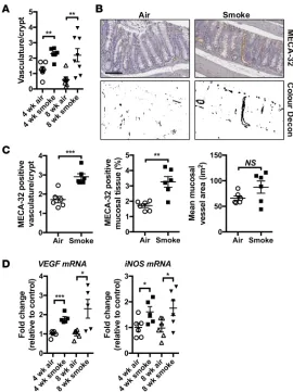 Figure 4. Chronic CS exposure drives vascularization and VEGF expression.mRNA expression of proangiogenic factors VEGF and iNOS in whole colon tissue ( Mice were exposed to CS for 4 or 8 weeks