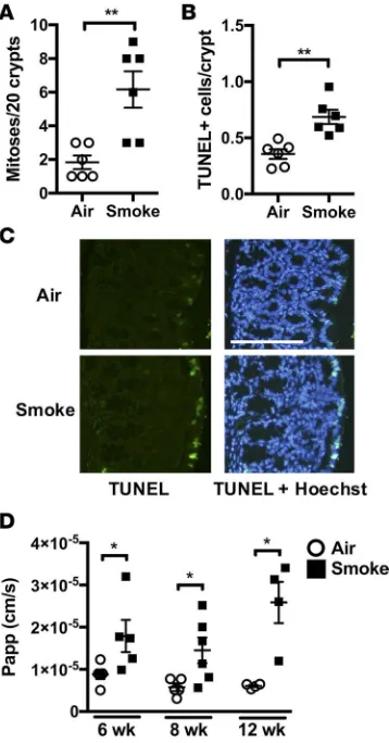 Figure 5. Chronic CS exposure induces altered cellular turnover and increased barrier per-meability in the colon