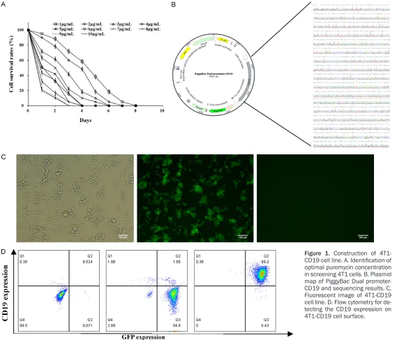 Figure 1. Construction of 4T1-CD19 cell line. A. Identification of 