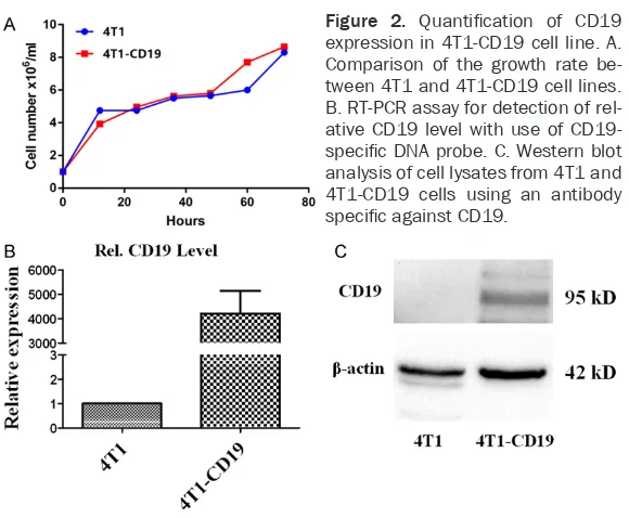 Figure 2. Quantification of CD19 expression in 4T1-CD19 cell line. A. 