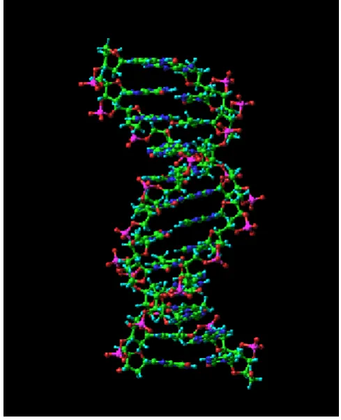 Figure 1.2 The DNA double helix is held together by many weak hydrogen bonds.6 Reproduced with permission from Elsevier