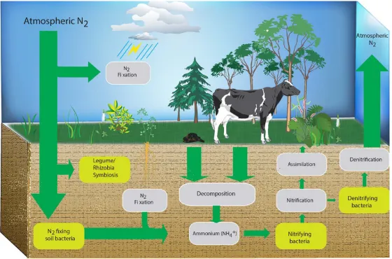 Figure 1.2 Representation of the environmental nitrogen cycle. Nitrogen enters the terrestrial ecosystem through abiotic (atmospheric) and biotic (decomposition) sources