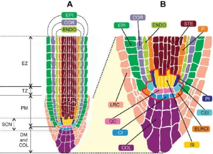 Figure 1.3 Structure of the Arabidopsis root. (A) Schematic longitudinal section of the 