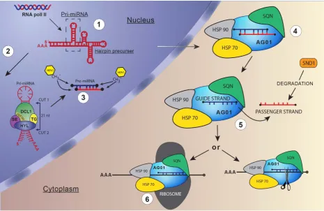 Figure 1.5 miRNA Biogenesis. A schematic representation of miRNA production and 