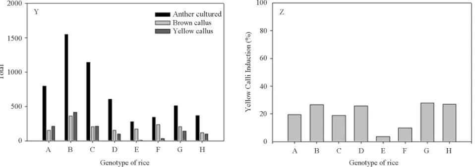 Figure 1. Calli formation at four weeks from anther culture during medium induction. A: Brown calli formation (None-embryogenic), B: White calli formation (Embryogenic)