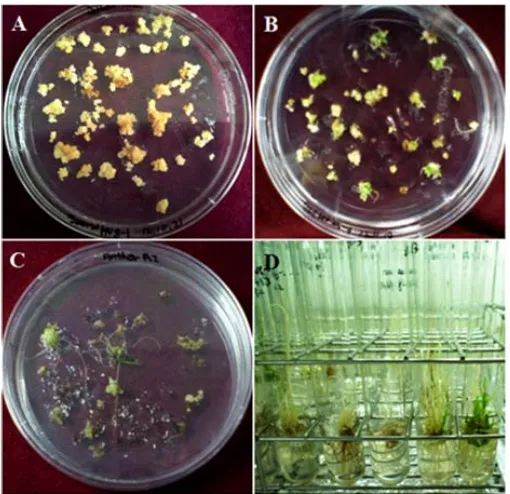 Figure 3. Plant regeneration from anther derived callies. (A) Calli induction from anther culture at 20 days; (B) Embryogenic callies with green spots after culture in regeneration medium; (C) Shoot regeneration from embryogenic callies approxi-