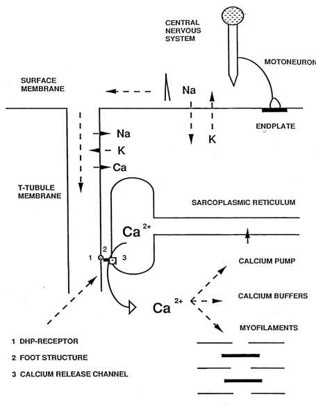 FIG. 1.1: Schematic diagram of the chain of events and cellular processes involved in the voluntary activation of contraction in skeletal muscle.
