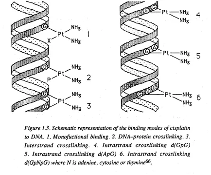 Figure 1.3. Schematic representation of the binding modes of cisplatin 