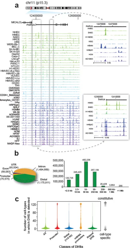 Figure 1. General features of the DHS landscapea, Density of DNaseI cleavage sites for selected cell types, shown for an example ~350 kbregion