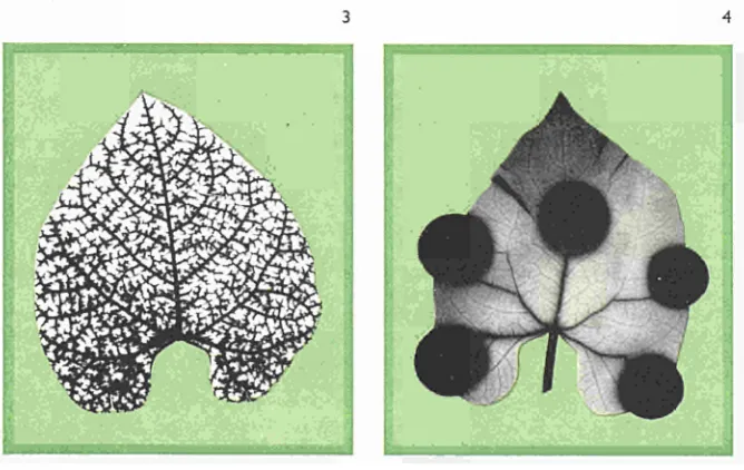 Figure 3. Bean leaf containing calcium-45 absorbed through the roots. 