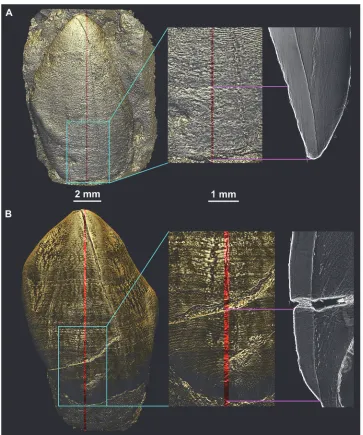 Fig 6. Complementarity of 2D and 3D developmental information illustrated for StW151 LLC andMLD11-30 URC