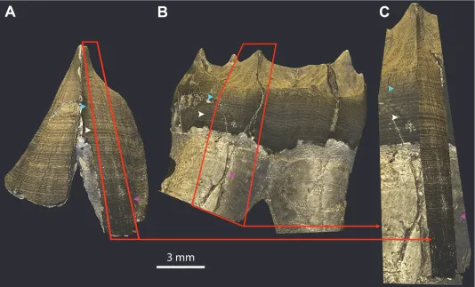 Fig 7. EDJ matching in multiple teeth of a single individual. The 3D models of the EDJs of the LRC (A) and LRM1 (B) of KNM-KP34725 are matched in(C) by superimposing a portion of each EDJ (red frames and arrows) following the stress pattern as a barcode on