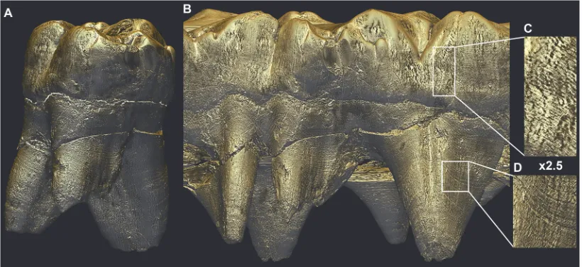 Fig 8. Unwrapped external surface of the StW151 ULM1. Virtual unwrapping of the outer surface of the StW151 ULM1 obtained from the concatenation ofa single pixel-wide frames saved during the complete rotation of the tooth around its long axis