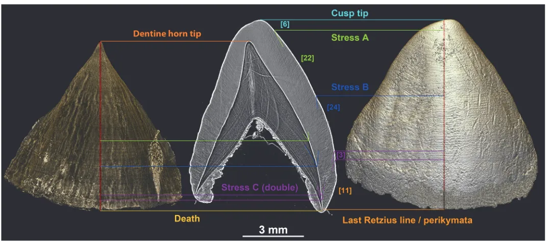 Fig 9. Direct correspondence of 2D and 3D developmental information. Matching of the incremental pattern between the standardized developmentalslice of the ULC of STS2 and the 3D models of its EDJ and OES