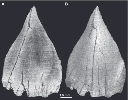 Fig 2. Topography and fine variation in density at the EDJ. Renderings of the EDJ of the ULC of StW151, with two white lights sources (default inVGStudio MAX 2.2)