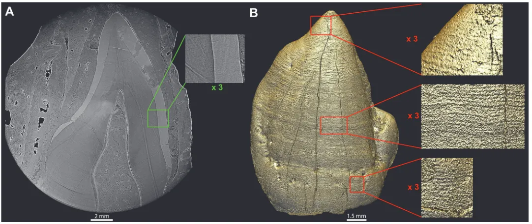 Fig 3. 3D rendering of the unerupted LLC of MLD2 showing perikymata. The unerupted MLD 2 LLC in its alveolar crypt, which filled with matrix duringthick lines are likely parts of ring artifacts (A)