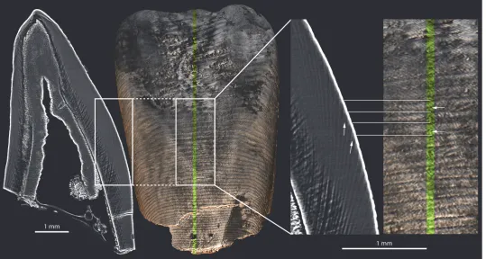 Fig 5. Retzius lines and perikymata doubling in the LLI1 of KB 5223. Virtual histological slices (grayscale images) showing subdivisions of Retzius lines(white arrows) in the LLI1 of KB5223 (labial view), and their corresponding expression as subdivisions 