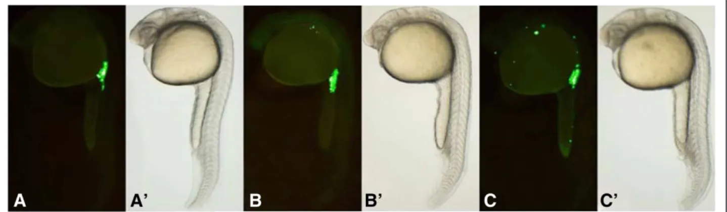 Figure 1 Fluorescence images of zebrafish PGCs after exposure to various concentrations of EE2