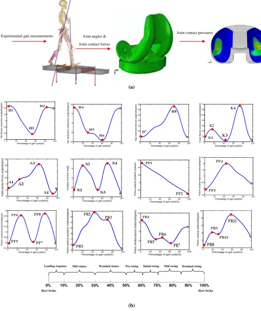 Figure 1 (a) Experimental gait measurements were imported into multi-body dynamics analysis to calculate joint kinematics/kinetics which were then used by finite element analysis to calculate contact pressure (b) Joint angles were parameterized by extremum