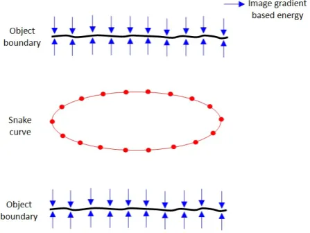 Figure 2. Snake curve initialised on gradient image of object boundaries.