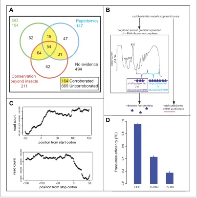 Figure 1. Poly-Ribo-Seq of small and large polysomes. (A) Venn diagram categorising annotated Drosophila smORFs as corroborated or uncorroborated based on evidence (FlyBase) from two out of three of: GO molecular function term assignment (green), peptidomi