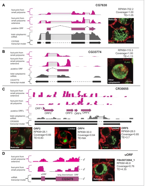 Figure 3. Validation of smORF translation by tagging assay. (A–D) Ribosome footprints from small polysomes (pink) and mRNA reads  (grey) mapped to smORFs, along with transcript and ORF models of (A) CG7630, (B) CG33774, (C) CR30055 (ncRNA), and (D)  FBtr00