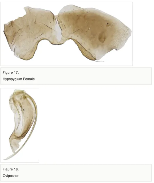 Figure 17.  Hypopygium Female
