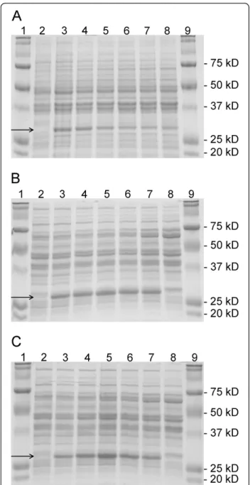Figure 2 SDS-PAGE of cell free extracts of strains L. lactis NZ3900, Lb. plantarum TLG02 and Lb