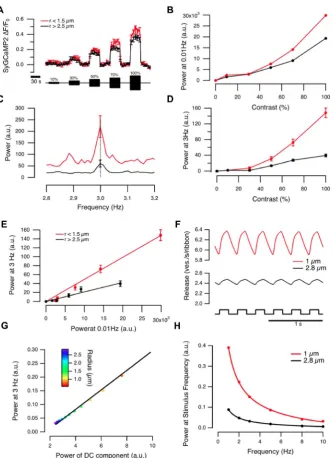 Figure 7. Linear and rectifying components of contrast response vary with terminal size