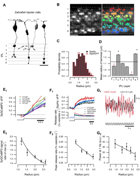 Figure 1. Variations in terminal size, calcium signals, and vesicle release. (A) BCs transmit through multiple terminals