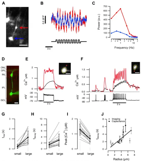 Figure 3. Different calcium signals in small and large terminals of the same cell. (A) A BC expressing GCaMP5