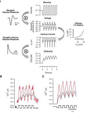 Figure 4. A simple model to predict global calcium changes in the presynaptic terminal
