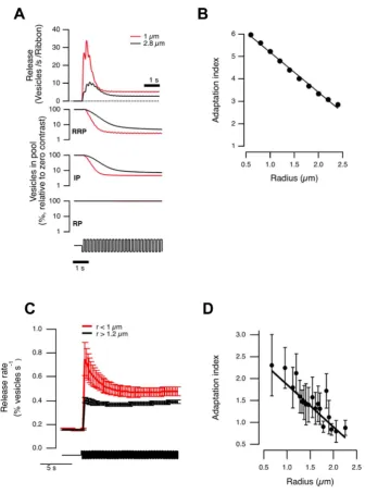 Figure 6. Contrast adaptation depends on terminal size: comparison of model and experiment