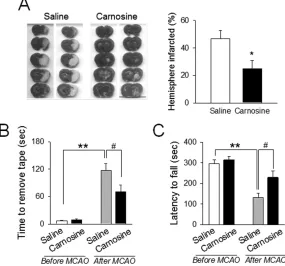 Figure 1. Protective effect of carnosine against brain damage during ischemic strokeIschemic stroke was achieved by middle cerebral artery occlusion (MCAO) in rats