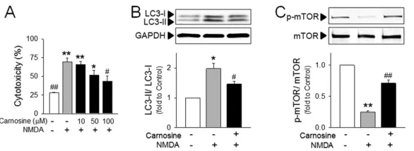 Figure 4. Inhibitory effect of carnosine on neuronal autophagy following NMDA stimulationPrimary cortical neurons were pre-treated with carnosine 30 min prior to exposure to 