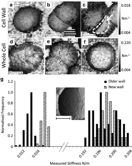 FIGURE 6(a–f) Force maps taken on newly separated cells at exponen-tial phase, indenting the cell wall (a–c) and the whole cell (d–f), showinglittle variation on the existing cell wall and the whole cell but an increasedstiffness of the newly exposed septa