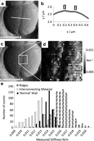 FIGURE 7(gram of stiffness measured on the ridges, the interconnecting material,and the older cell wall (bin sizephase showing early signs of septal cleavage