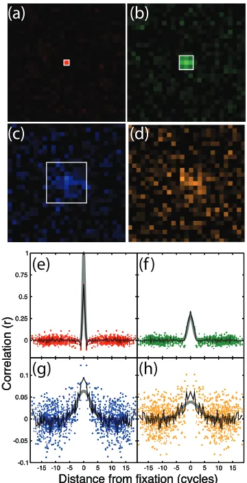 Figure 3: Correlation maps (a-d) and cross-section  traces (e-h) for observer DHB for four target sizes (indicated by the white squares in panels a-d)